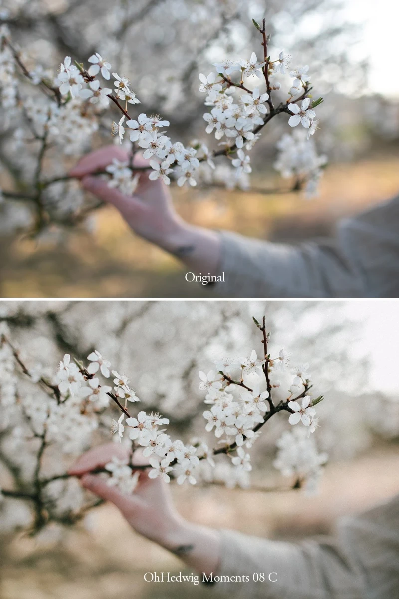 Oh Hedwig Moments Lightroom Presets