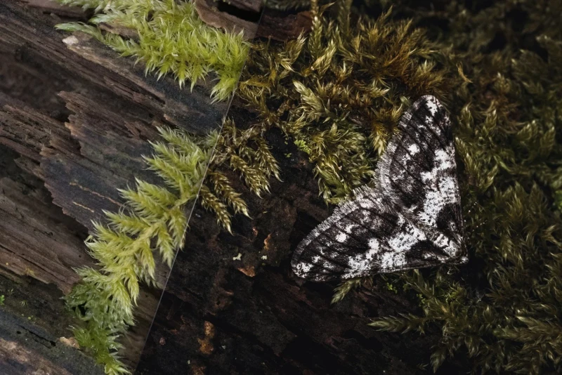 Dark Forest Tales Mobile &amp; Desktop Presets for Lightroom